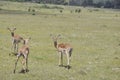 The Impala Royalty Free Stock Photo